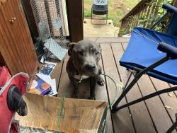 Found/Stray Male Dog last seen Plaza ave sw, Atlanta, GA 30310