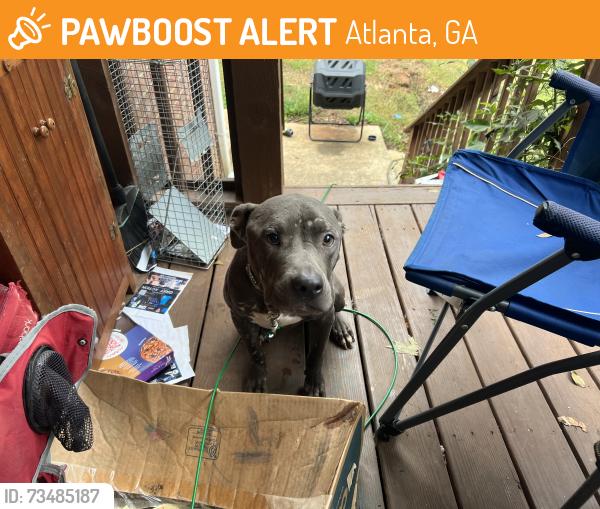 Found/Stray Male Dog last seen Plaza ave sw, Atlanta, GA 30310