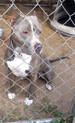 Reunited Male Dog last seen Saddlebrook Ln, Hopkins, SC 29061