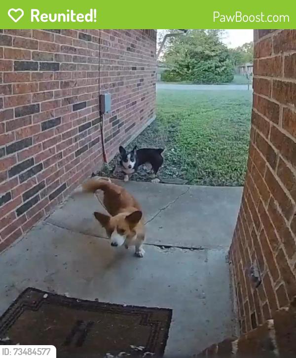 Reunited Unknown Dog last seen Rebecca Dr & Patricia St, Gainesville, TX 76240