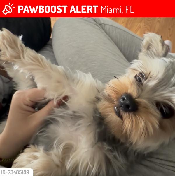 Lost Female Dog last seen Miami Florida, Miami, FL 33155
