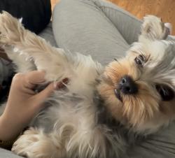 Lost Female Dog last seen Miami Florida, Miami, FL 33155