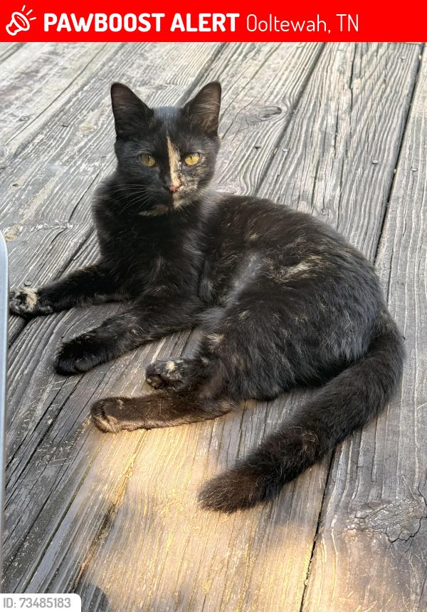 Lost Female Cat last seen Salmon and British, Ooltewah, TN 37363