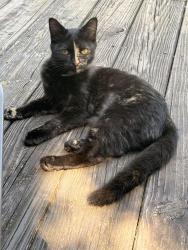 Lost Female Cat last seen Salmon and British, Ooltewah, TN 37363
