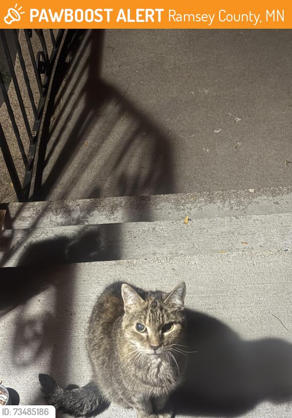 Found/Stray Unknown Cat last seen Payne ave & Larpenteur ave E, Ramsey County, MN 55106