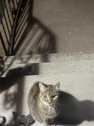 Found/Stray Unknown Cat last seen Payne ave & Larpenteur ave E, Ramsey County, MN 55106