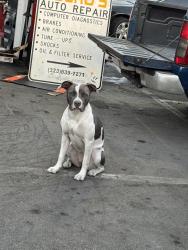 Reunited Female Dog last seen Hill and 21, Long Beach, CA 90806