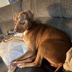 Found/Stray Female Dog last seen Dunn Rd and Hwy 301, Hwy 95, Eastover, NC 28301