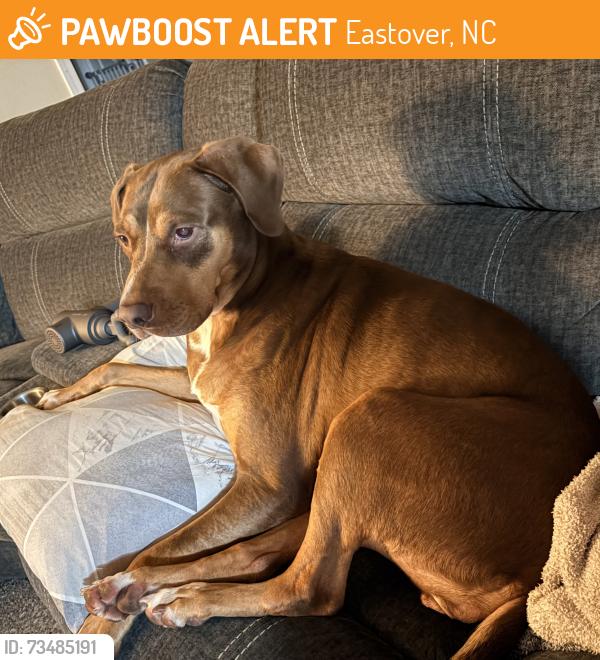 Found/Stray Female Dog last seen Dunn Rd and Hwy 301, Hwy 95, Eastover, NC 28301