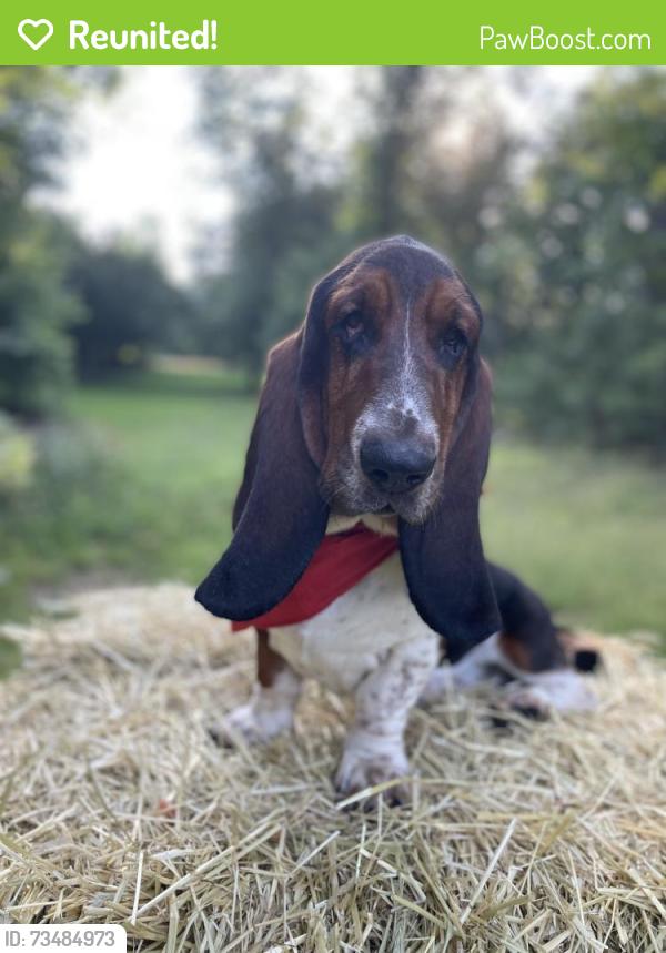 Reunited Male Dog last seen Parris Bridge Rd, Brooklyn Baptist Church, Spartanburg County, SC 29323