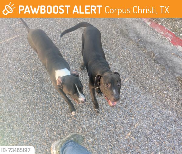Found/Stray Unknown Dog last seen Mansions Dr and Quail Springs, Corpus Christi, TX 78414