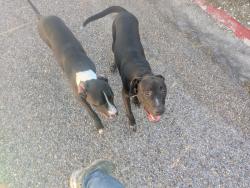 Found/Stray Unknown Dog last seen Mansions Dr and Quail Springs, Corpus Christi, TX 78414