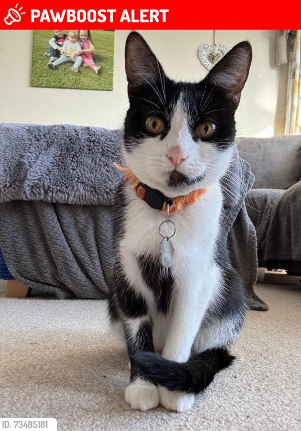 Lost Female Cat last seen BOWERHILL. MELSHAM. WILTSHIRE, Bowerhill, England SN12 6SD
