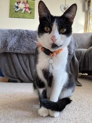 Lost Female Cat last seen BOWERHILL. MELSHAM. WILTSHIRE, Bowerhill, England SN12 6SD