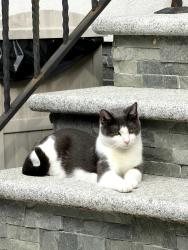 Reunited Female Cat last seen 10th Ave, between 84 and 85th street, Brooklyn, NY 11214, Brooklyn, NY 11228