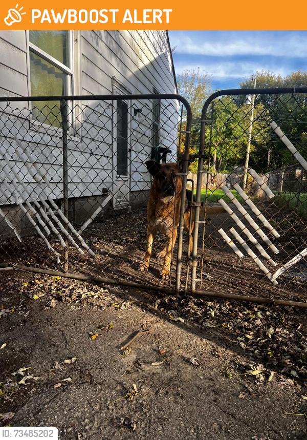 Found/Stray Male Dog last seen Eton Ave an Bayham, Dearborn Heights, MI 48125