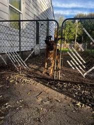 Found/Stray Male Dog last seen Eton Ave an Bayham, Dearborn Heights, MI 48125