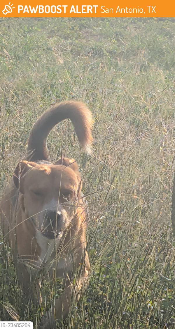 Found/Stray Unknown Dog last seen El valle fruiteria, San Antonio, TX 78211