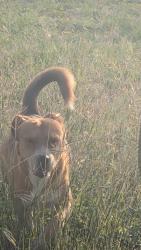 Found/Stray Unknown Dog last seen El valle fruiteria, San Antonio, TX 78211