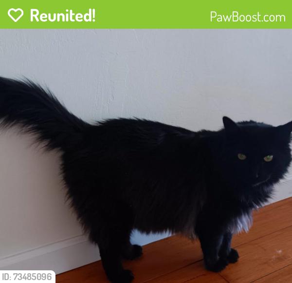 Reunited Male Cat last seen Wilma & Vera Ave, Ripon, CA 95366