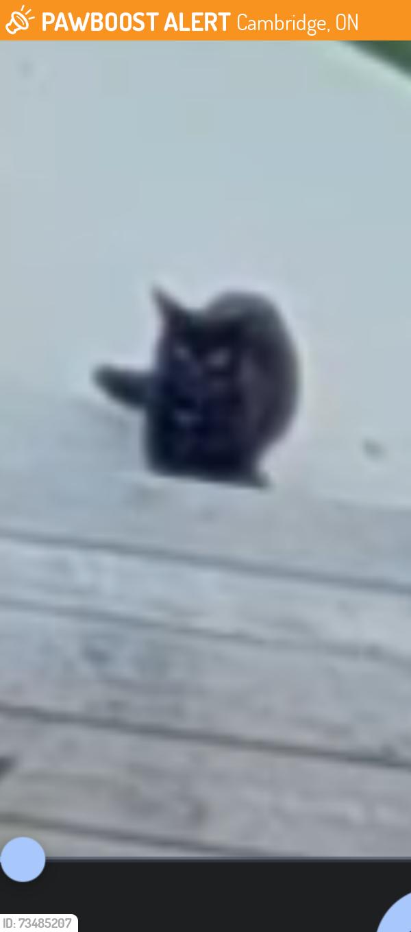 Found/Stray Unknown Cat last seen Centennial Public School, Cambridge, ON 