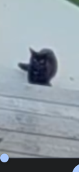 Found/Stray Unknown Cat last seen Centennial Public School, Cambridge, ON 