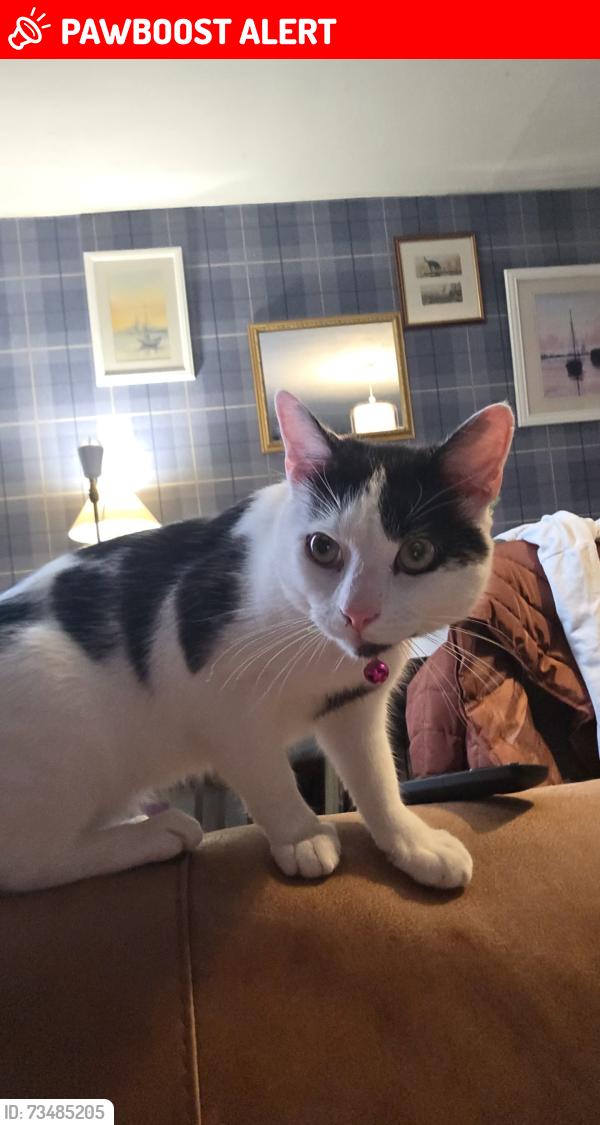 Lost Male Cat last seen Cheadle Hulme, Cheadle Hulme, England 