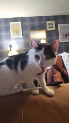 Lost Male Cat last seen Cheadle Hulme, Cheadle Hulme, England 