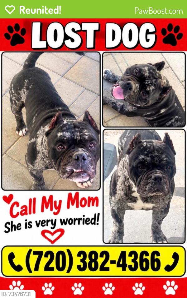 Reunited Male Dog last seen 120th/Chambers, Commerce City, CO 80022