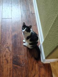 Reunited Male Cat last seen Moerbe/Dyer Crossing Way - The Preserve at Dyer Creek, Round Rock, TX 78665