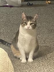 Reunited Female Cat last seen Smallwood Dr and Mimi Lane, Parker Station, Austin, TX 78724