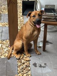 Found/Stray Male Dog last seen Desoto and St. Augustine Rd., Monticello, FL 32344