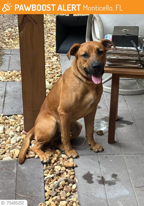 Found/Stray Male Dog last seen Desoto and St. Augustine Rd., Monticello, FL 32344