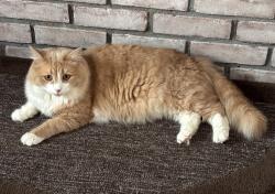 Lost Male Cat last seen White Pine Dr. & Cedar Hill Rd., near Sunset Hill Golf Club, Brookfield, CT 06804
