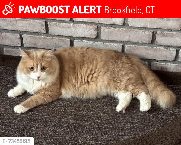 Lost Male Cat last seen White Pine Dr. & Cedar Hill Rd., near Sunset Hill Golf Club, Brookfield, CT 06804