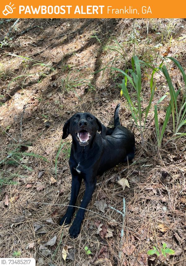 Found/Stray Male Dog last seen Hwy 100, Franklin, GA 30217