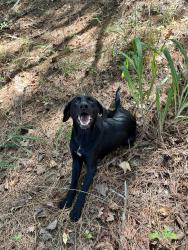 Found/Stray Male Dog last seen Hwy 100, Franklin, GA 30217