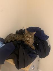 Reunited Male Cat last seen The Mount, Lisvane, Cardiff, Wales CF14 0FJ