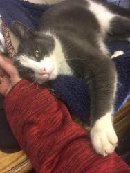 Reunited Male Cat last seen Near th Street and Wilson CT and Hlltop Sve, Zion, IL 60099