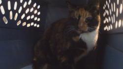 Shelter Stray Female Cat last seen , 216 W Victoria St, Gardena, CA 90248, USA