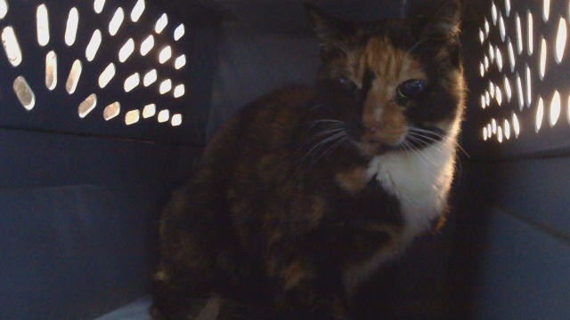 Shelter Stray Female Cat last seen , 216 W Victoria St, Gardena, CA 90248, USA