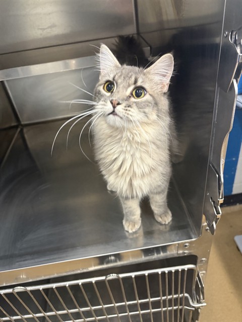Shelter Stray Female Cat last seen WENTZVILLE, 4850 Mid Rivers Mall Dr, St Peters, MO 63376, USA