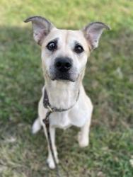 Shelter Stray Female Dog last seen CHARLOTTE, 8315 Byrum Dr, Charlotte, NC 28217, USA