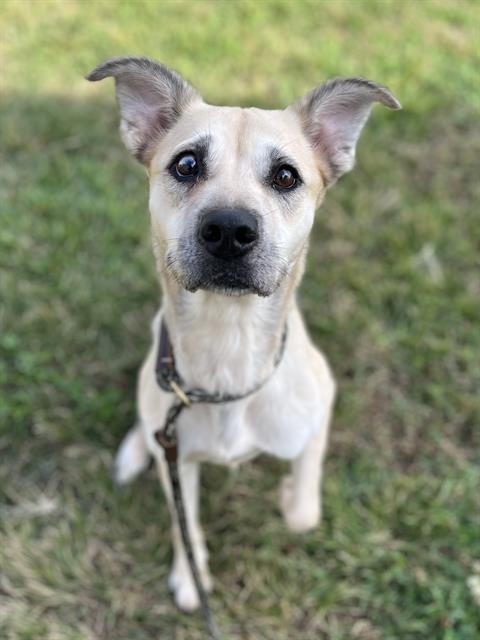 Shelter Stray Female Dog last seen CHARLOTTE, 8315 Byrum Dr, Charlotte, NC 28217, USA