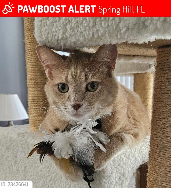 Lost Male Cat last seen Lansing Dr Spring Hill, Spring Hill, FL 34608