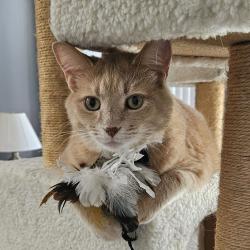 Lost Male Cat last seen Lansing Dr Spring Hill, Spring Hill, FL 34608