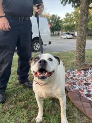 Shelter Stray Male Dog last seen Near BLOCK E 52ND ST S, WICHITA KS 67216, 3303 N Hillside St, Wichita, KS 67219, USA