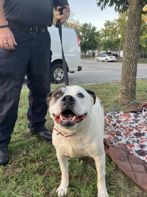 Shelter Stray Male Dog last seen Near BLOCK E 52ND ST S, WICHITA KS 67216, 3303 N Hillside St, Wichita, KS 67219, USA