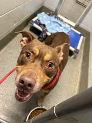 Shelter Stray Male Dog last seen EUNICE ST, 4950 SW Triana Blvd, Huntsville, AL 35805, USA