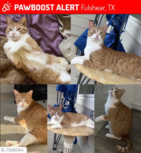 Lost Male Cat last seen Tamarron community, Cross Creak, Grand Meadow, Fulshear, TX 77423